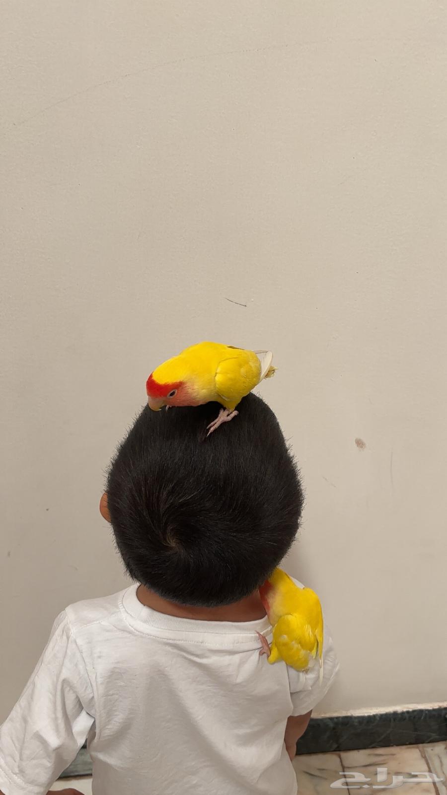 جوز روز64403011797507113