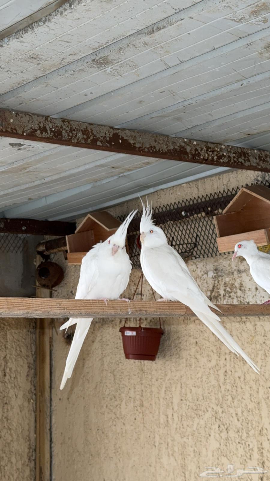 زوج كروان البينو ( تم البيع )64416067916163112