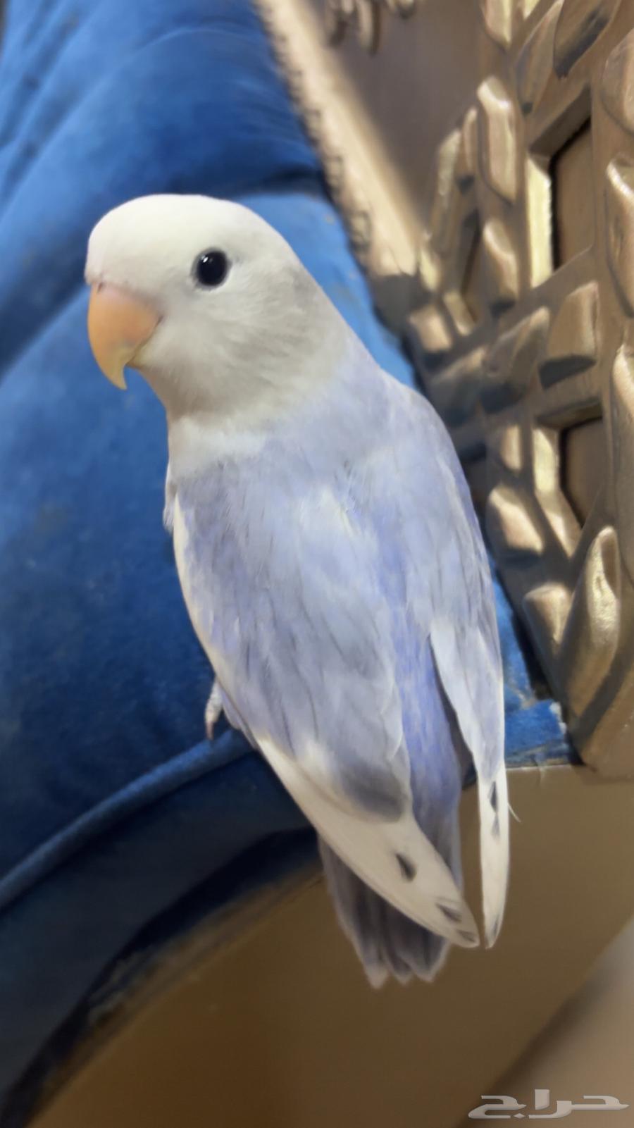 روز أليف64413098952322113