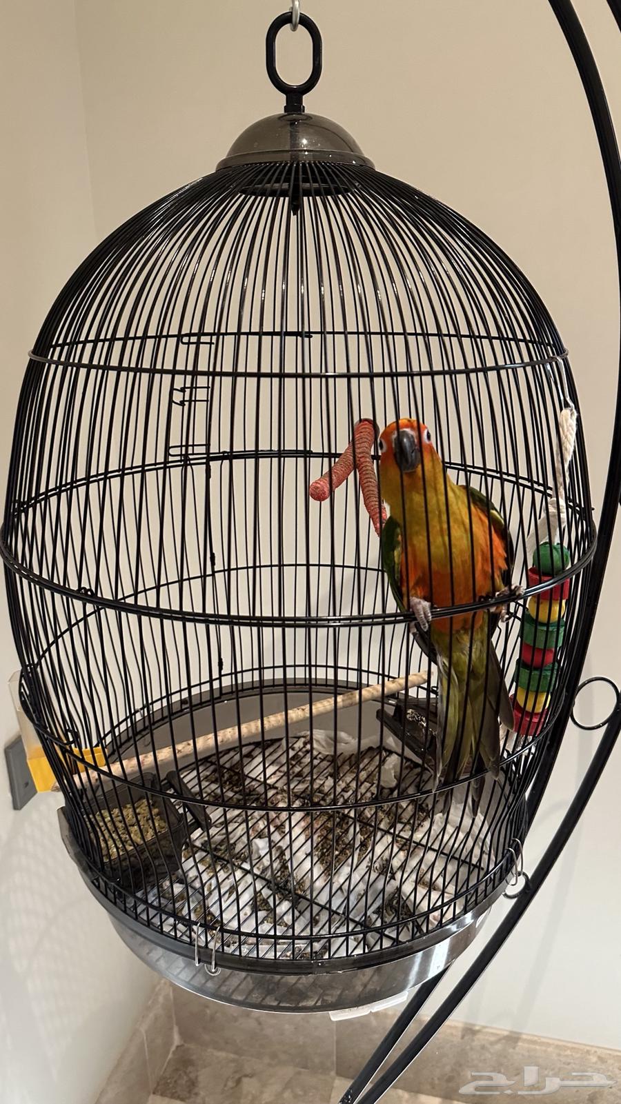 صن كنيور العمر تقريبا 10 اشهر للبيع64417549472001114