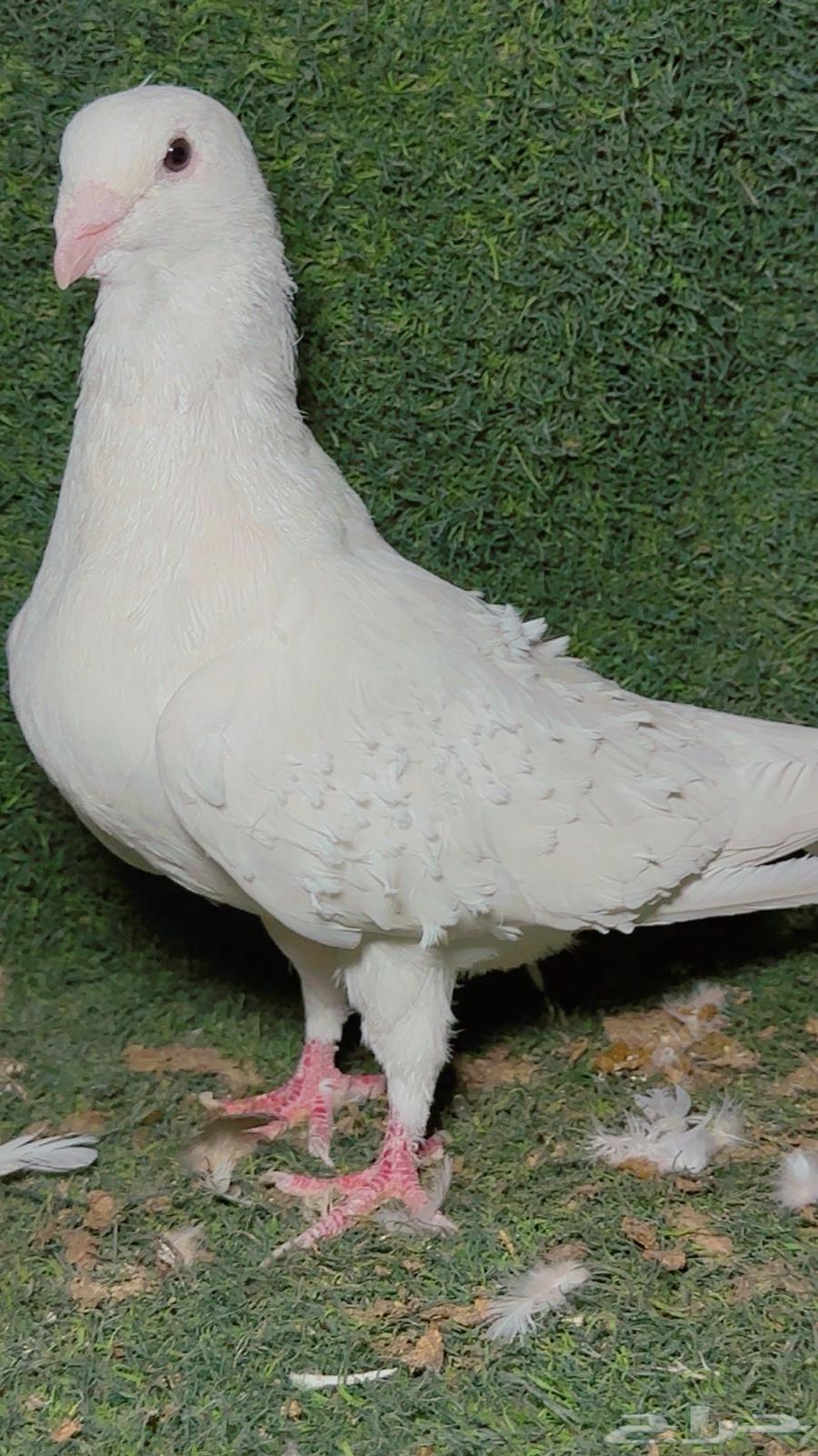 ذكر برش تب64416134630275111