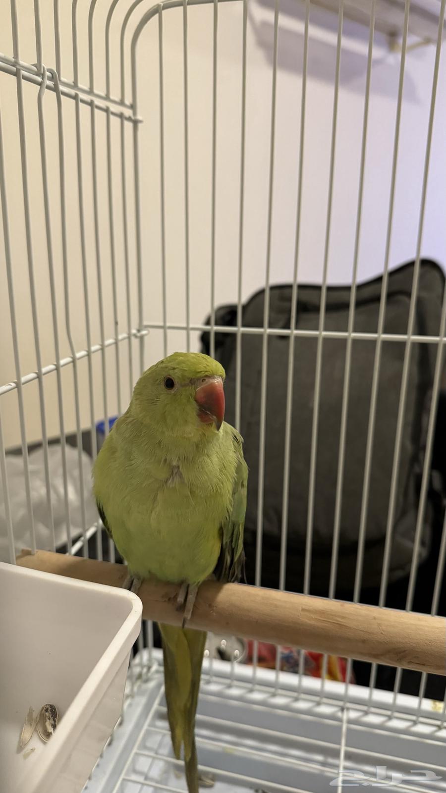 الملز - الرياض64418539747843112