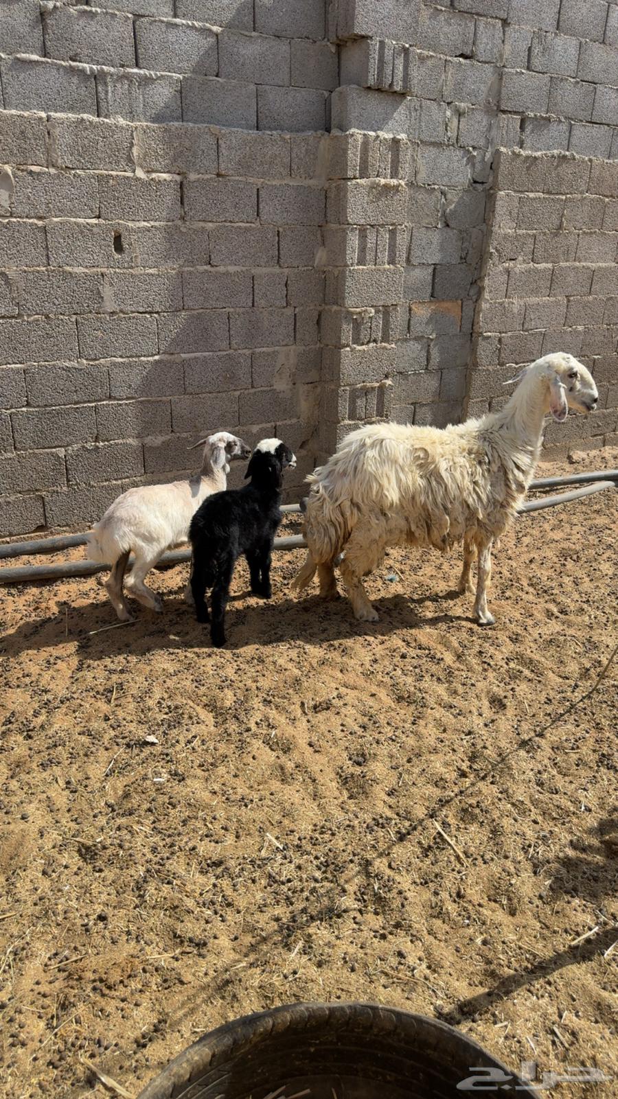 شاه عيسيه متوم64415289582083110