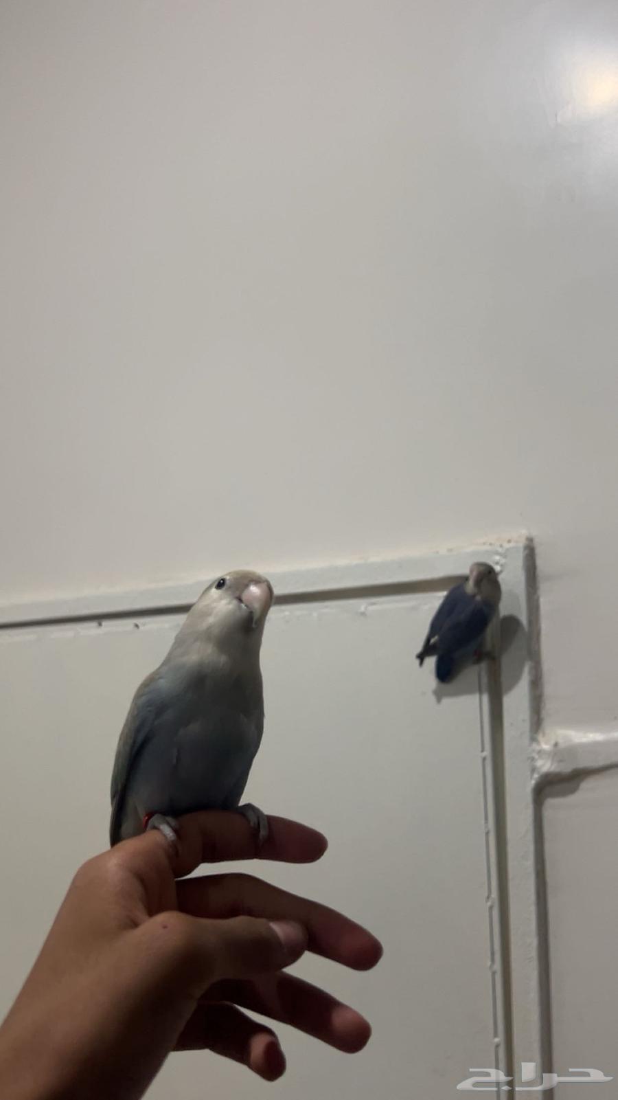 طيور روز للبيع64415746613763113