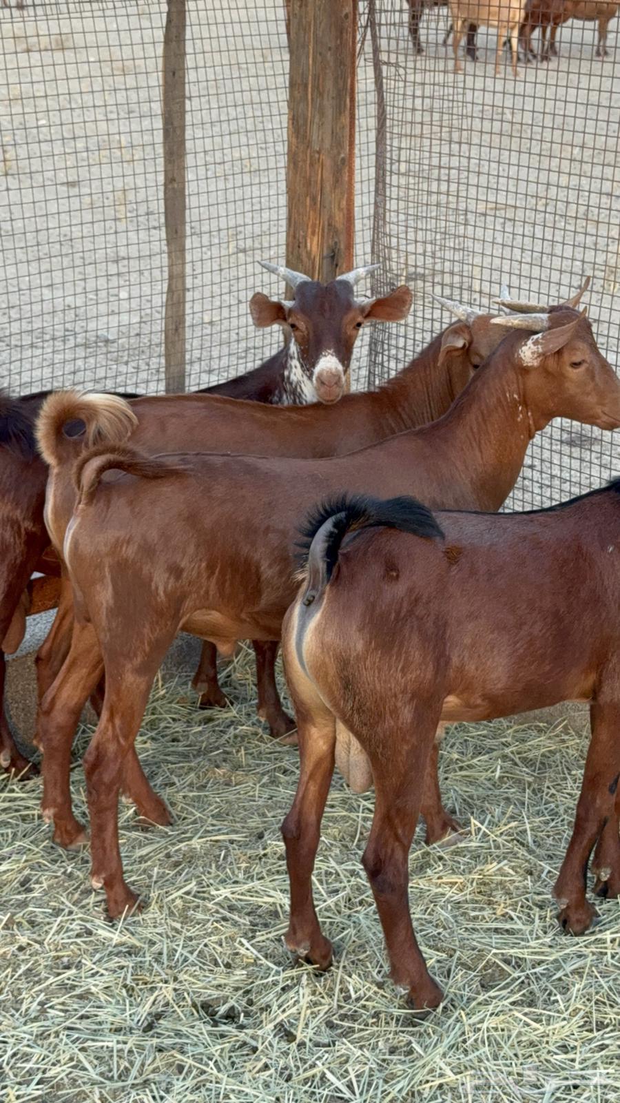 تيوس فواخر للبيع64420702120066111