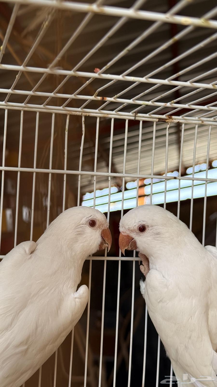 جوز كويكر البينو ماشاءالله64416400318722112