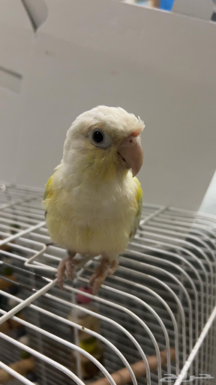 كنيور مون شيك للبيع ..تم البيع64414223850883112