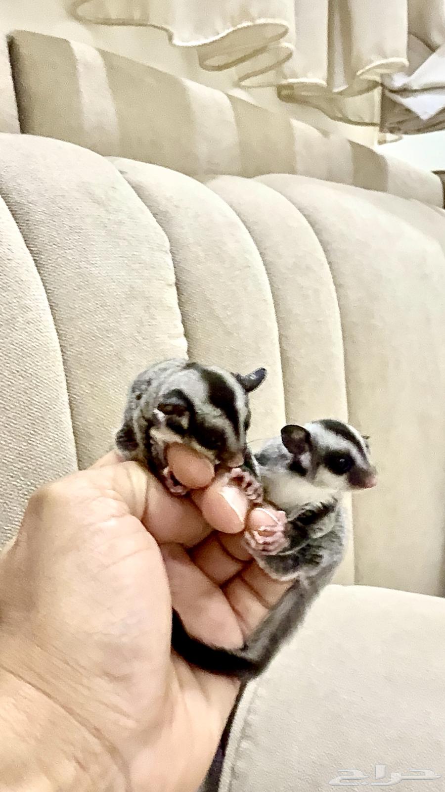 جوز سناجب سنجاب64416054719875112