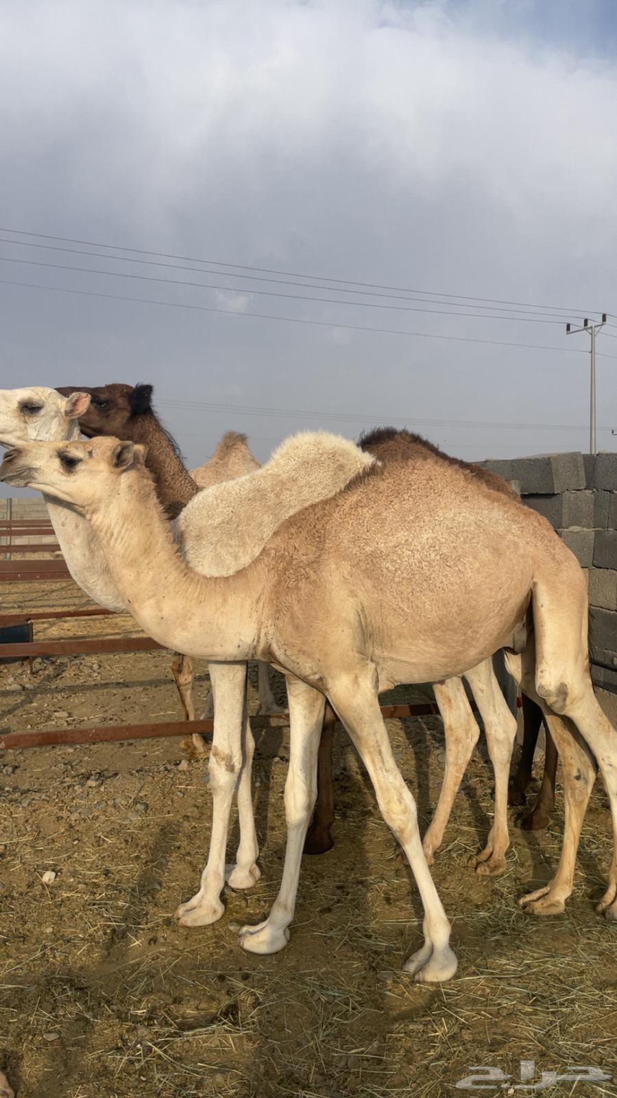 قعدان مفاريد ناهية ( تم البيع)64418187401474113