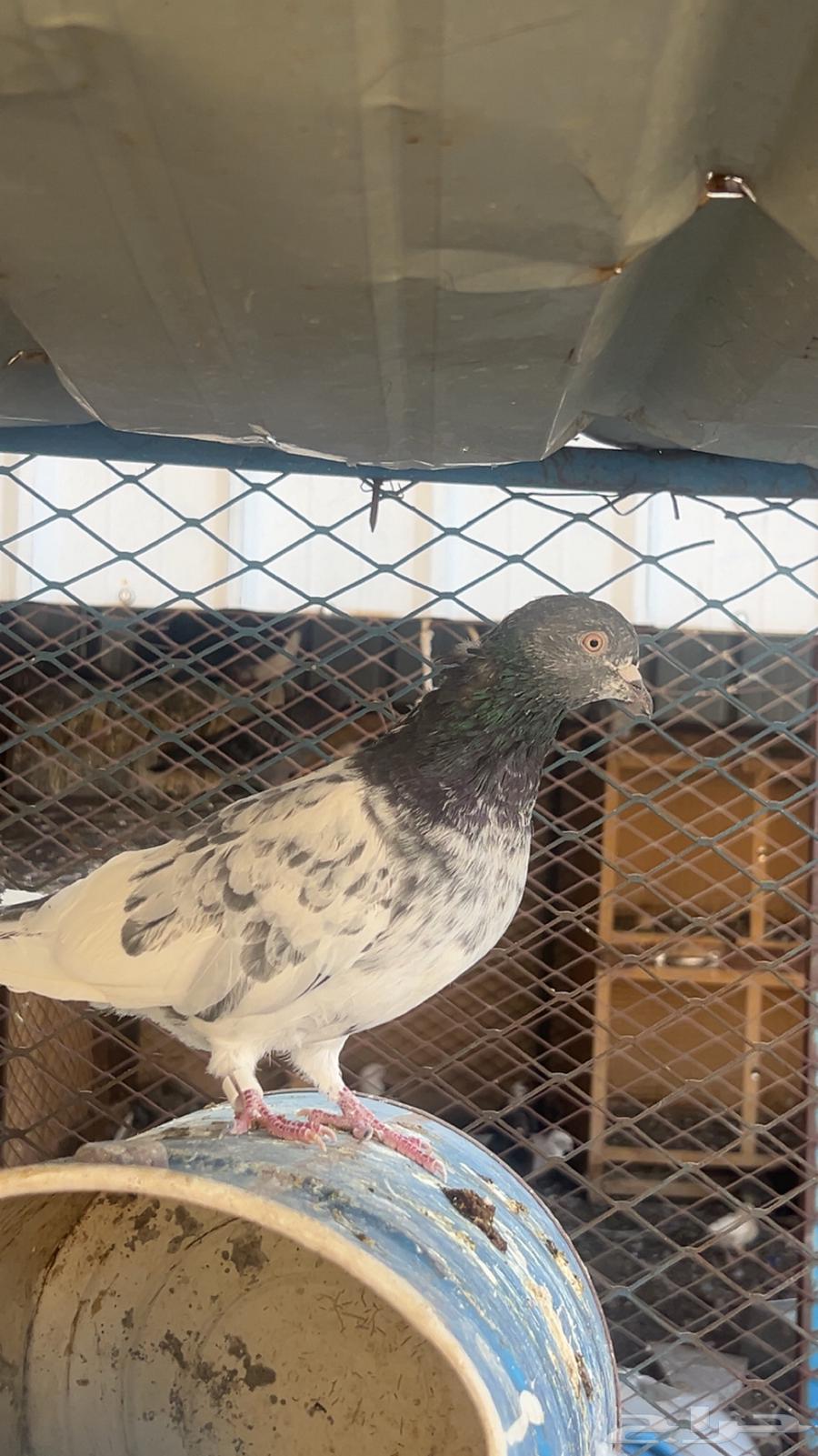 طبات حمام باكستاني للبيع64416623818625114