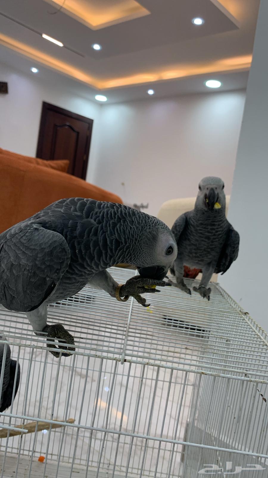 Farooq Kasko64416267604483111