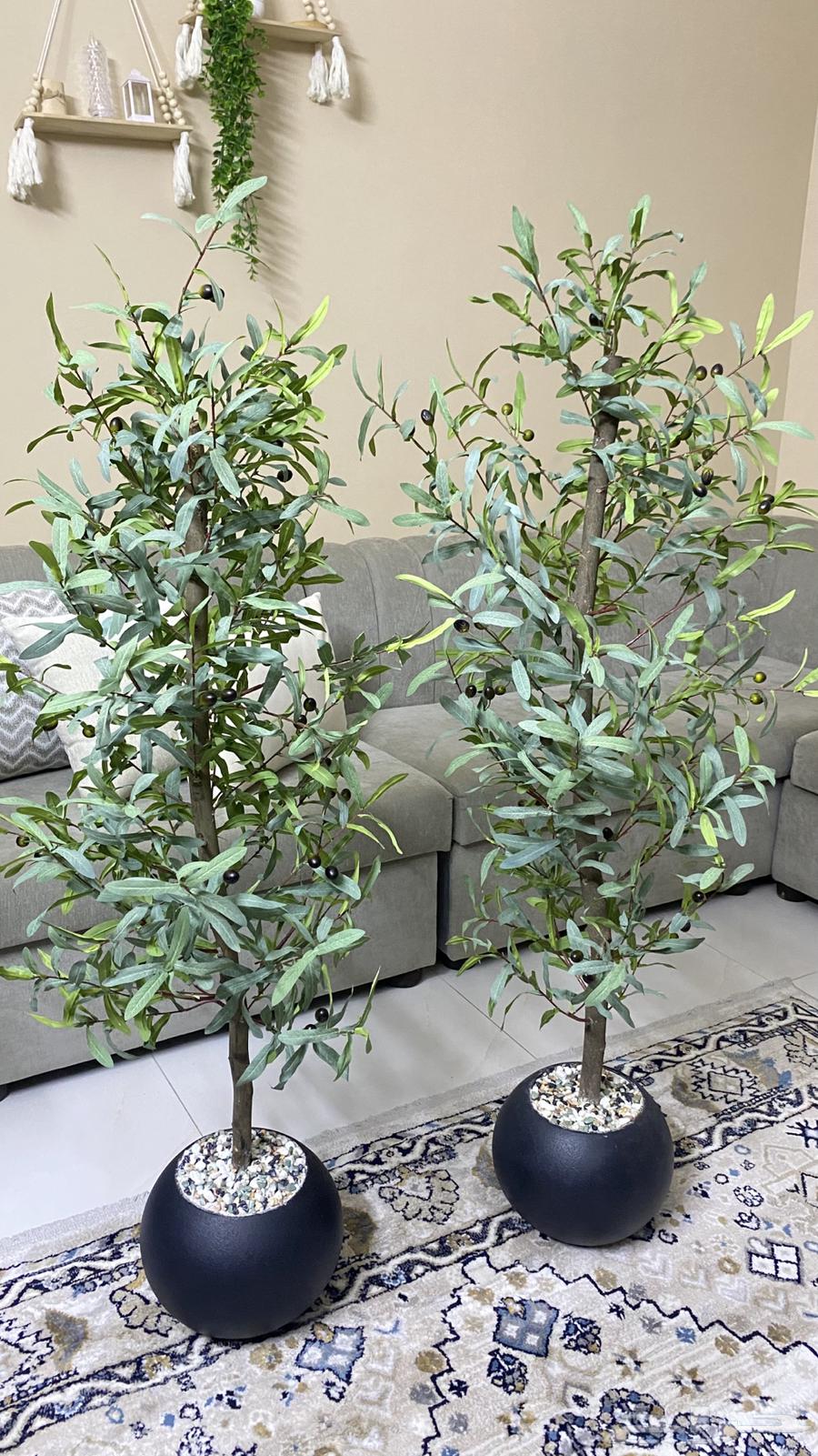 Olive tree (new)64413353147778111
