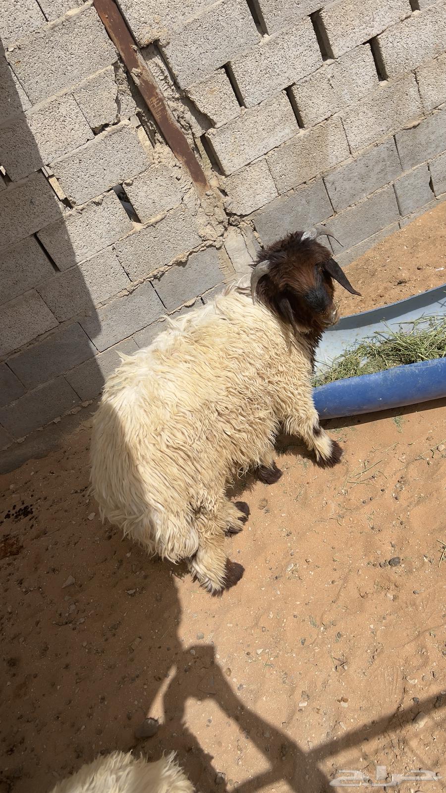 طليان تييوس بلدي نظيف طيبه شرط64418661965697112