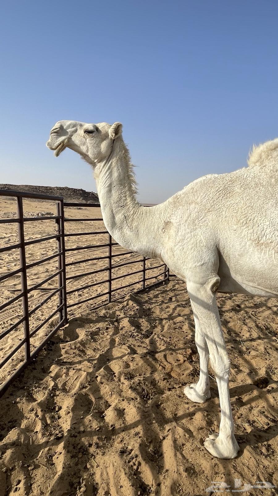 Tlad Kafu High Multiples64417481593089114