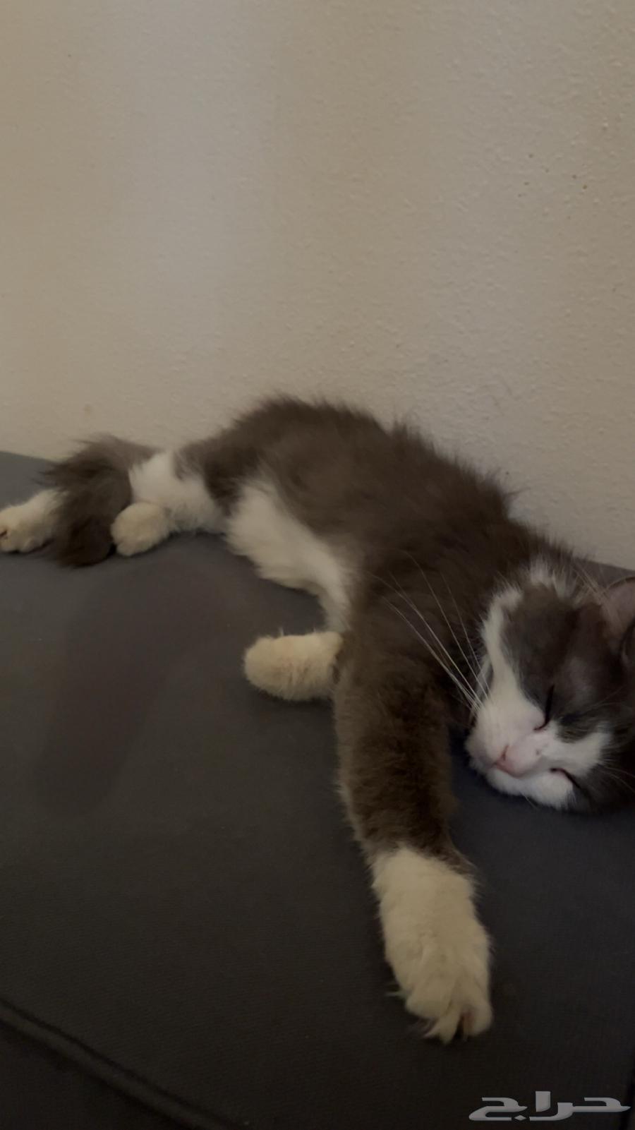 Kitten for sale, 8 months old, price 30064414210589058110