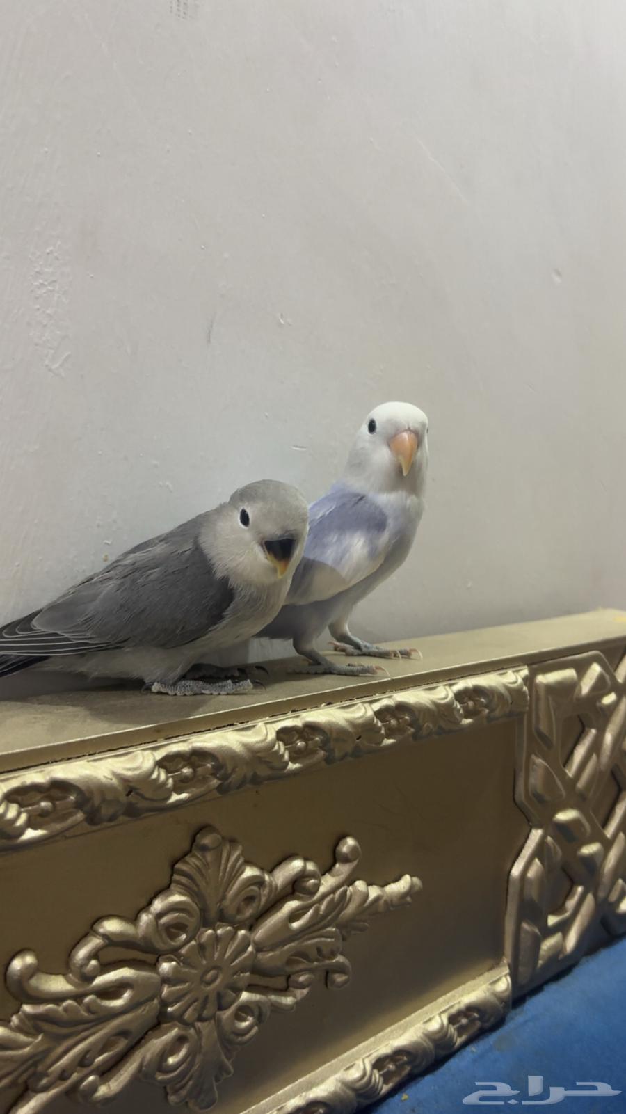 روز أليف64413098952322110