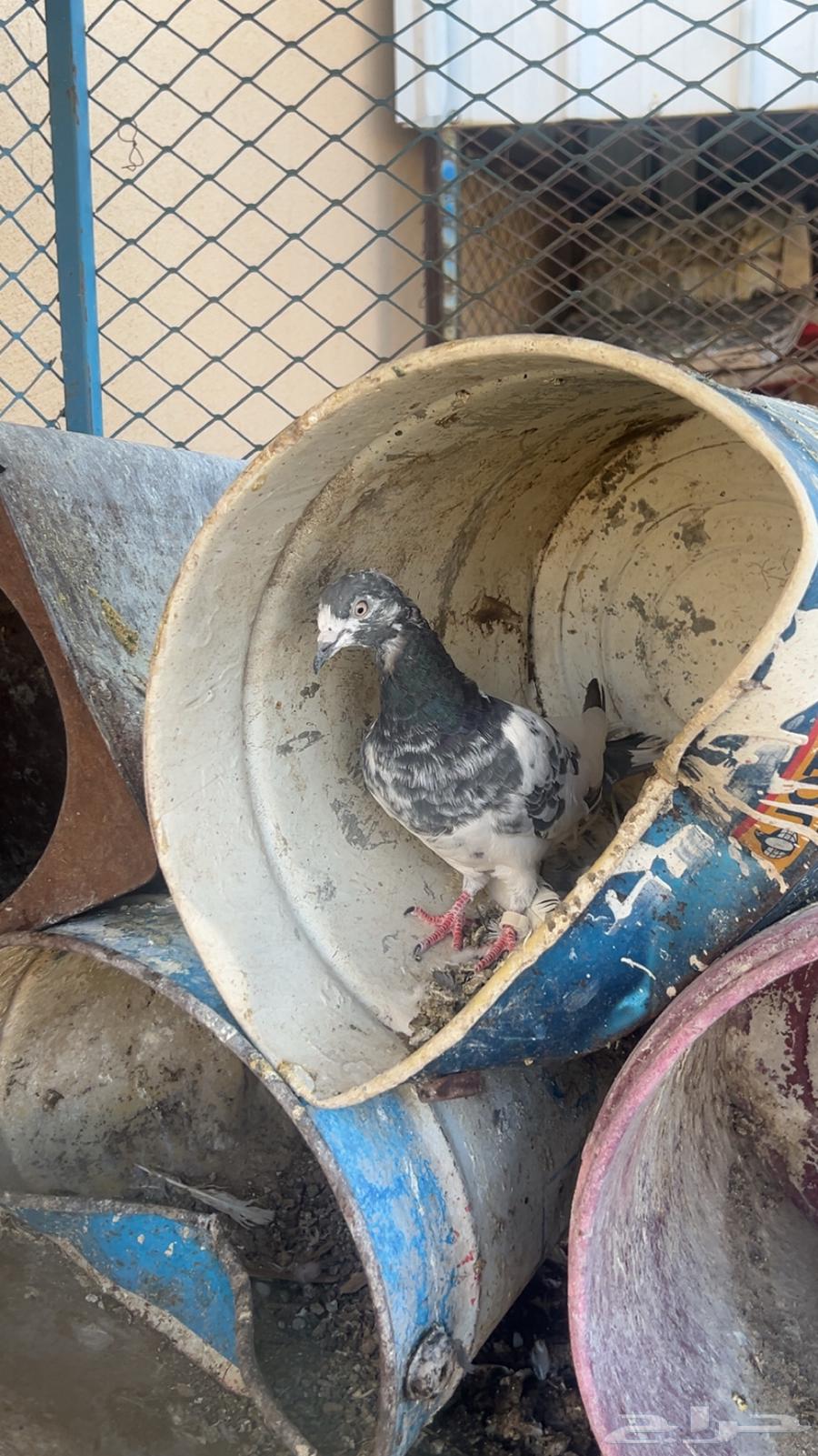 طبات حمام باكستاني للبيع64416623818625113