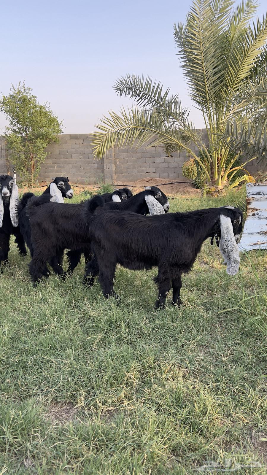 طليان تييوس بلدي نظيف طيبه شرط64418661965697111