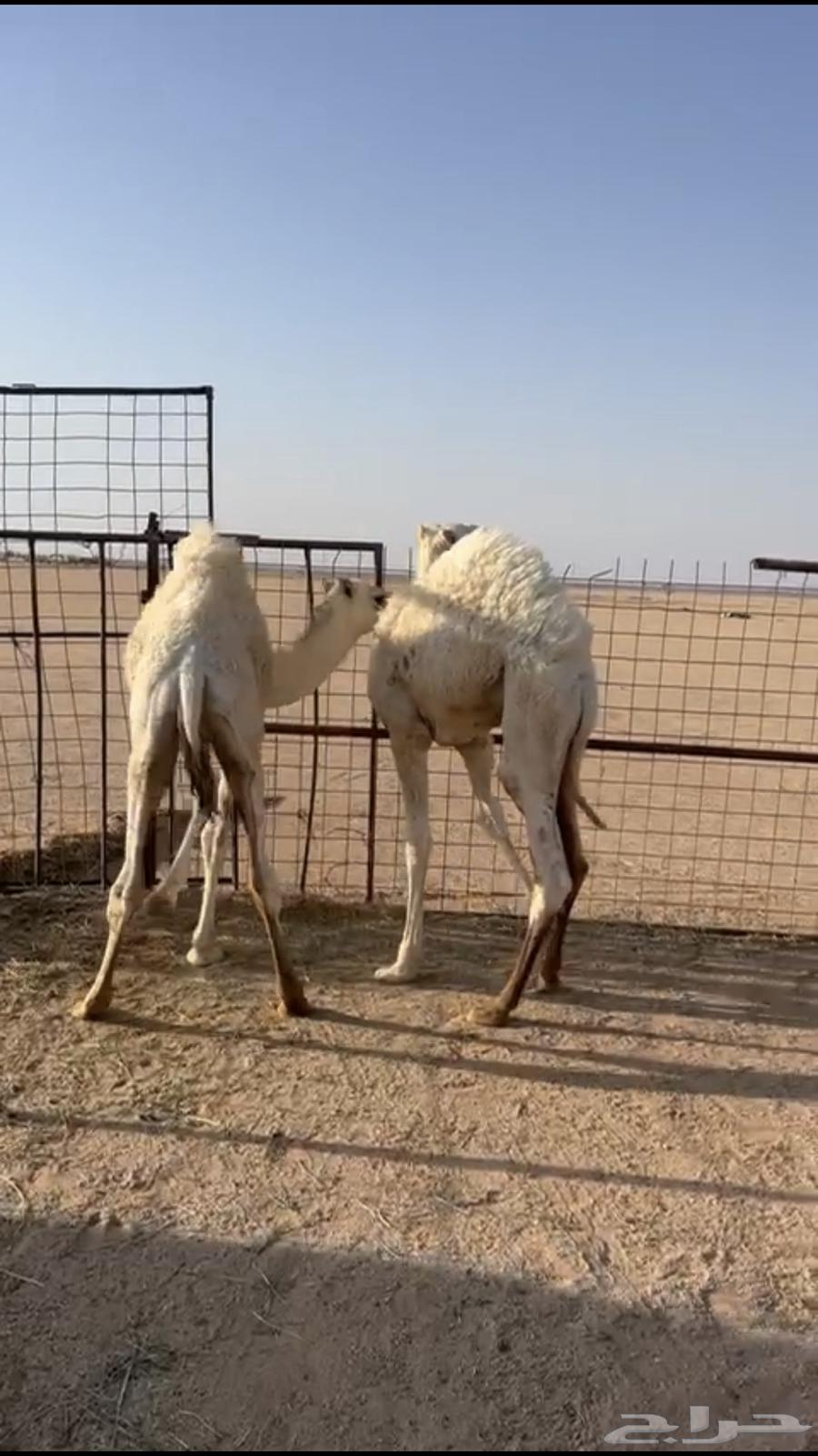 للبيع حشو64413193915779112