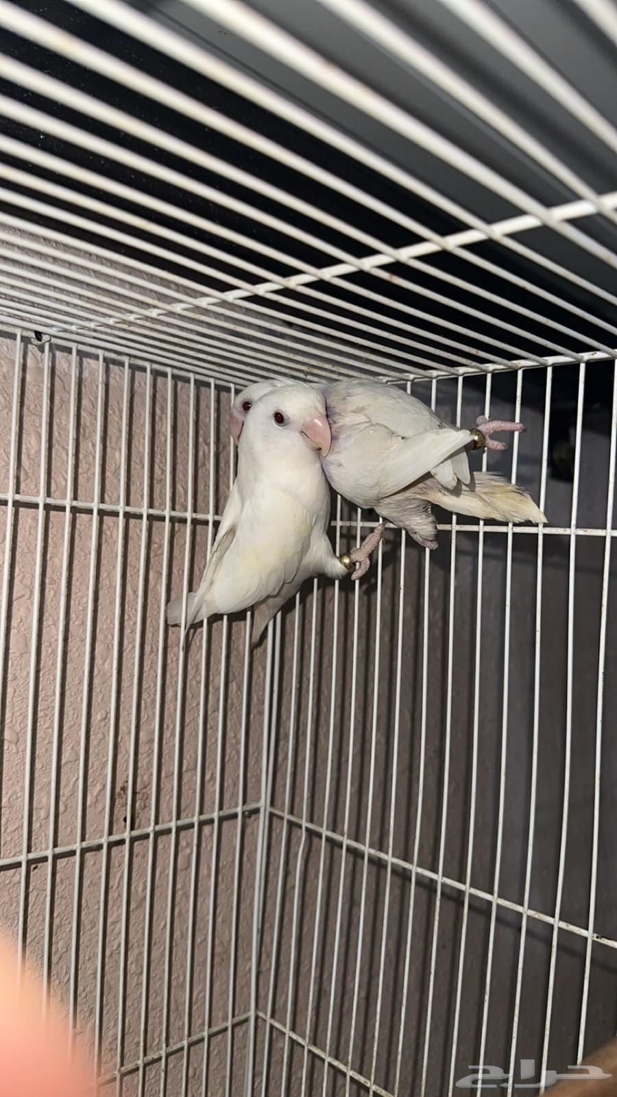 Pigeon (Pair) Rose Pino, productive lineage, 3-year-old rooster in Riyadh64417590234499111