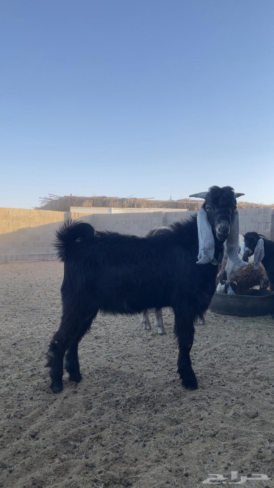 ذبايح تيوس مغلقه للبيع64418594259203111