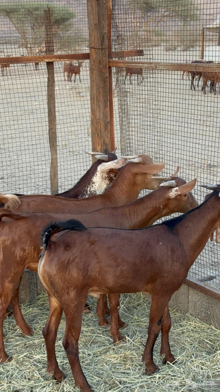 تيوس فواخر للبيع64420702120066113