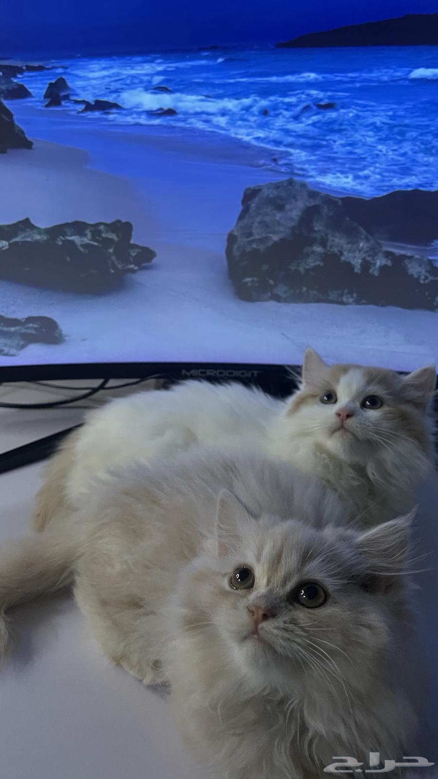 قط للبيع64416254443650112