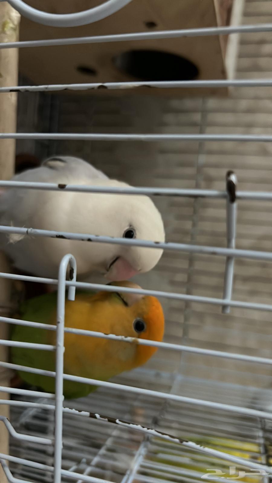 زوج من الروز للبيع64414819738883111