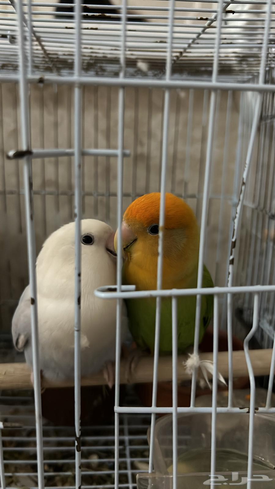 زوج من الروز للبيع64414819738883110