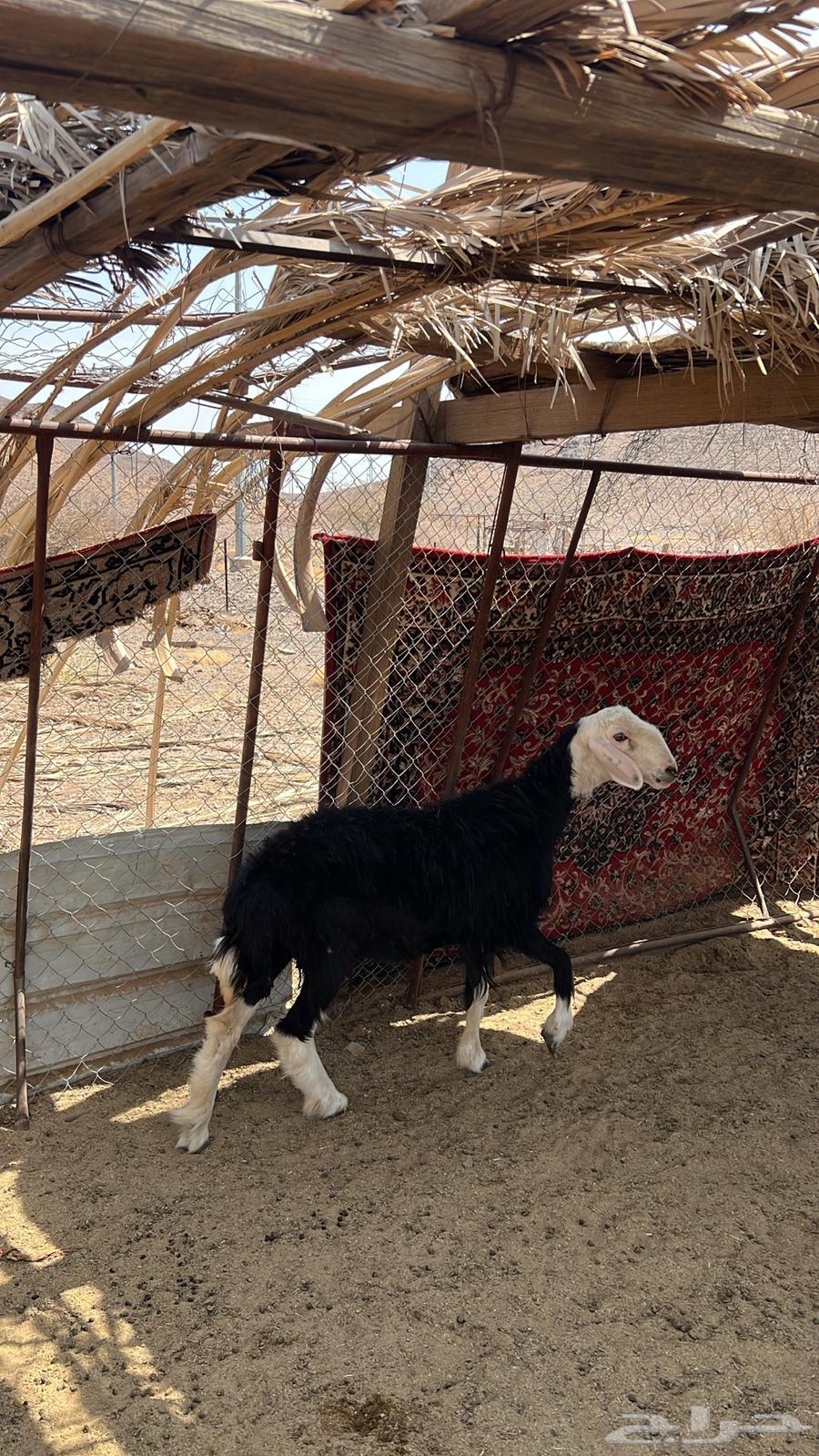 Najdi camel64417793567235112