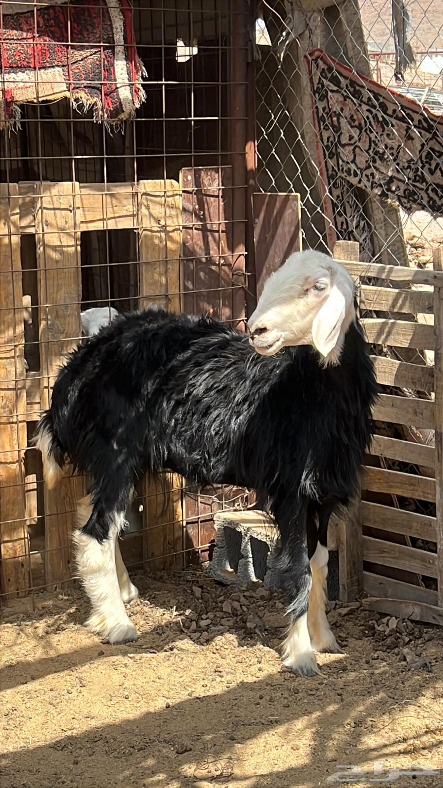 Najdi camel64417793567235110