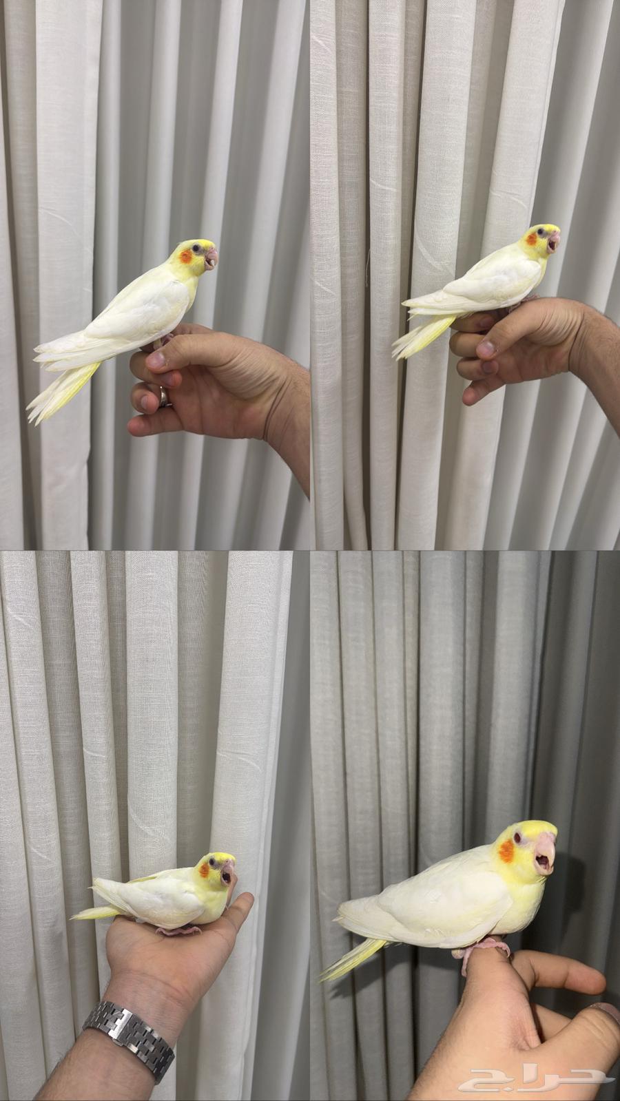 Latino Crows, Gentle, Conditions Apply64418120080001110