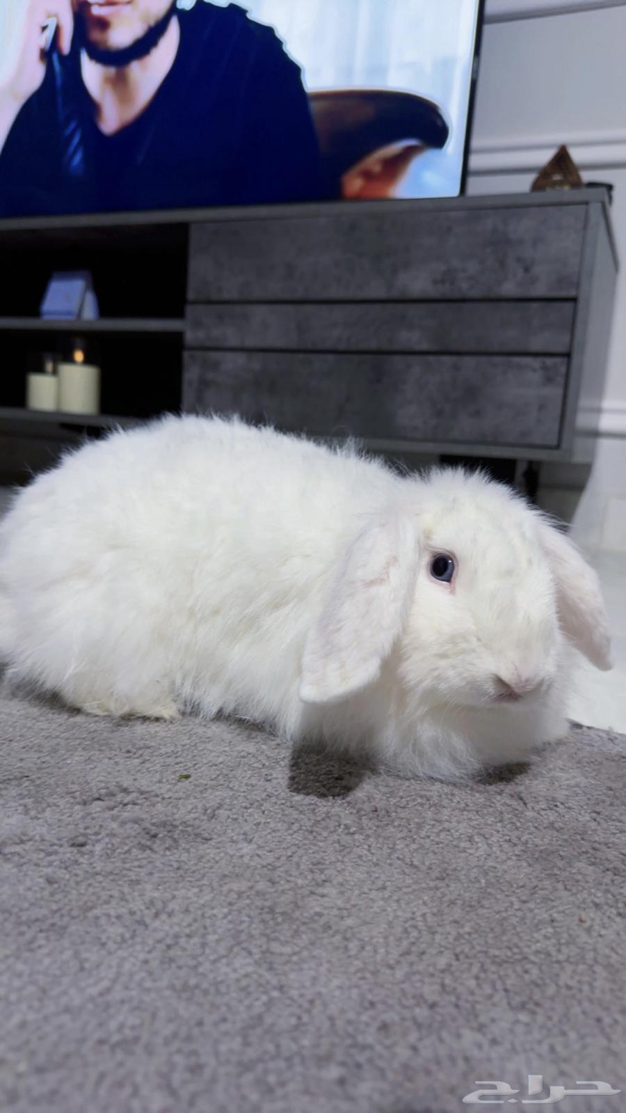 ارنب هولند لوب64413838146691110