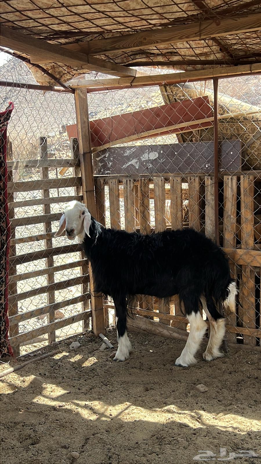 Najdi camel64417793567235113