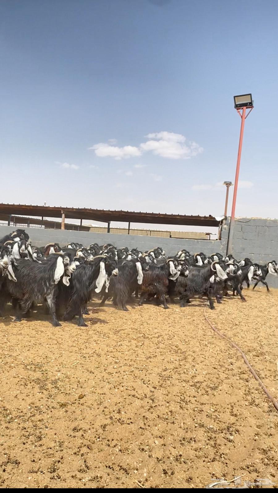 Goat rams of type number 10264408610174338112