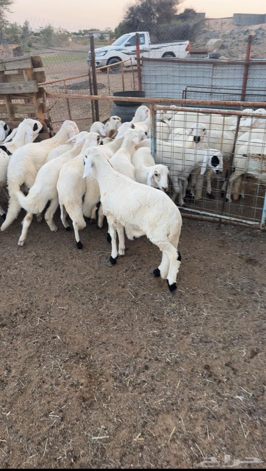 بهم سواكن ابيض تيلاد جملة وتفريد64418133520386111