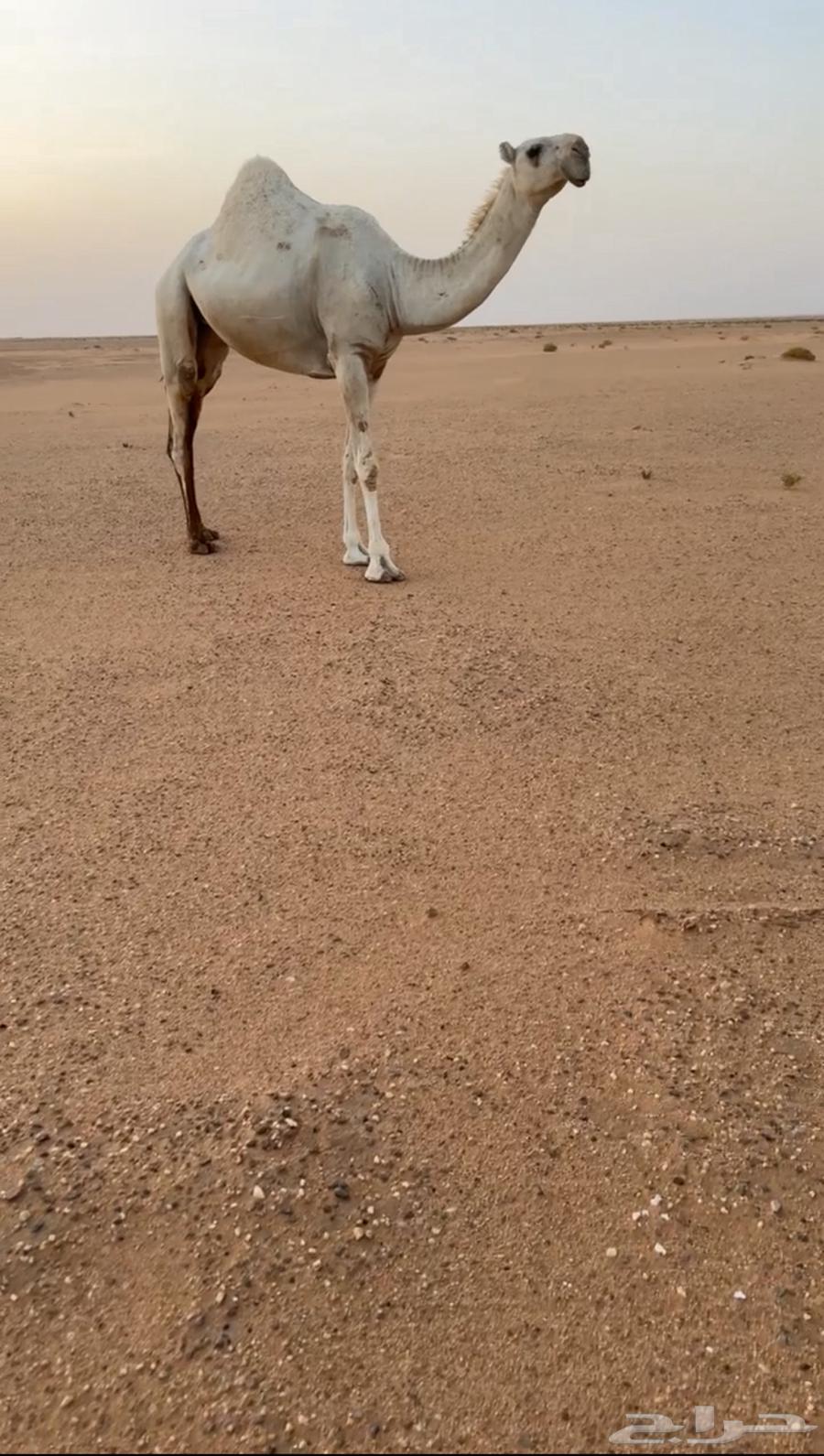 تم البيع64418944945794111