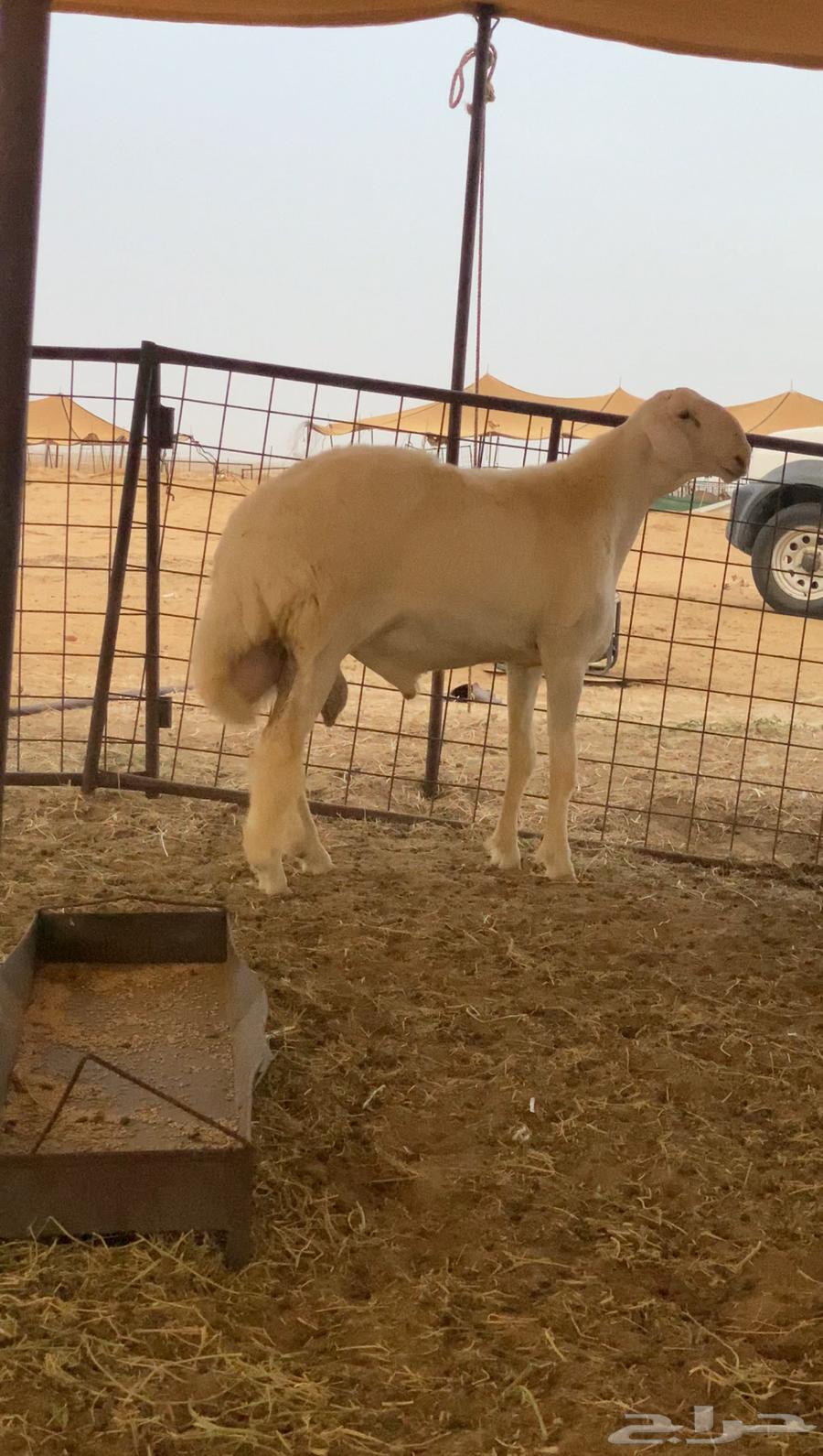 Stud Colt Project (Sold)64417332995073113