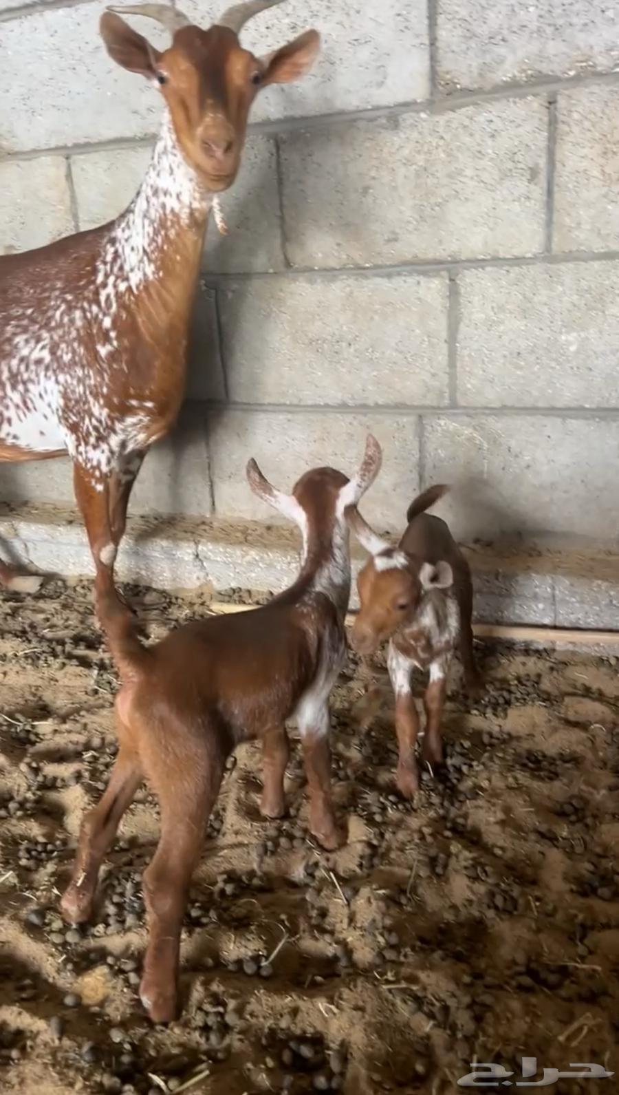 عنز جنوبية وشحاء كفووو تحتها 2 تيوس. تم البيع64414752919682110