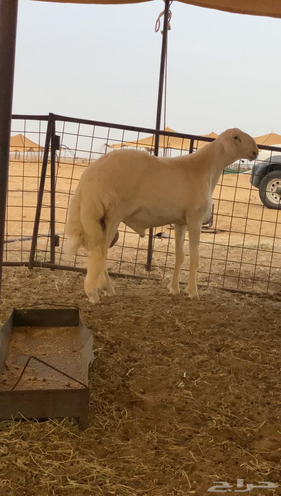 Stud Colt Project (Sold)64417332995073110