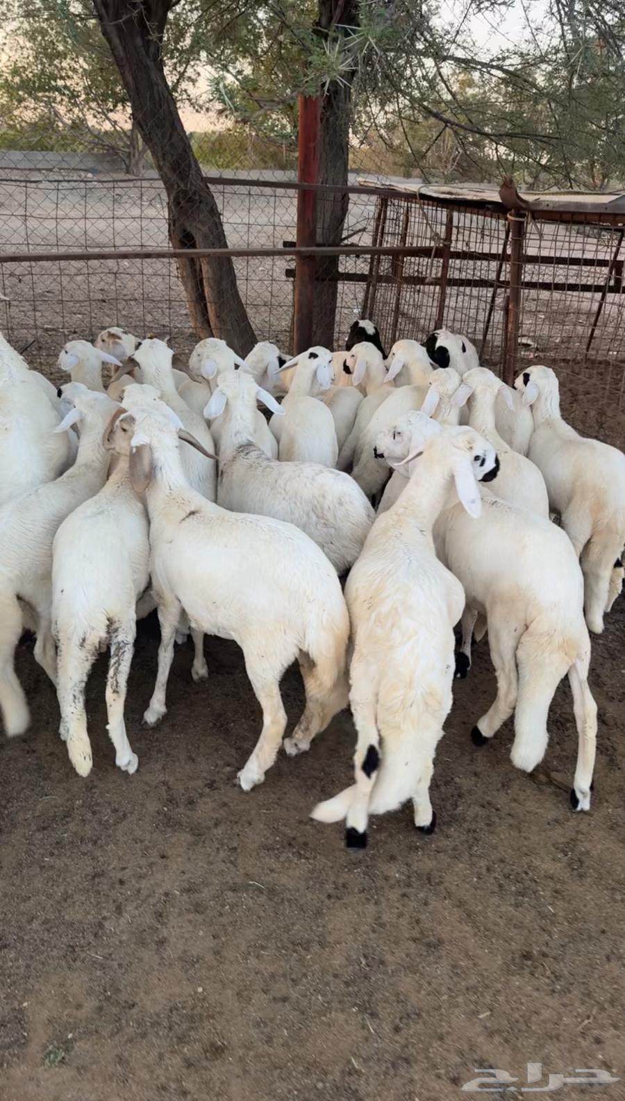 بهم سواكن ابيض تيلاد جملة وتفريد64418133520386112