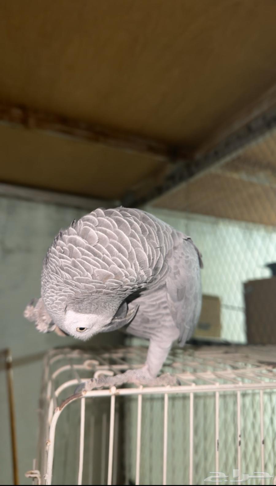 ببغاء كاسكو64415934793090110