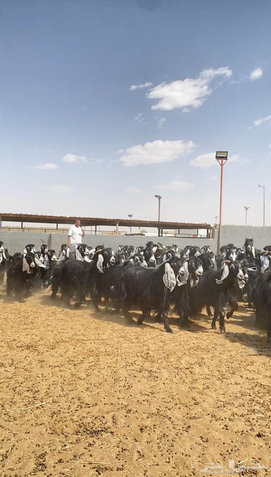 Goat rams of type number 10264408610174338110