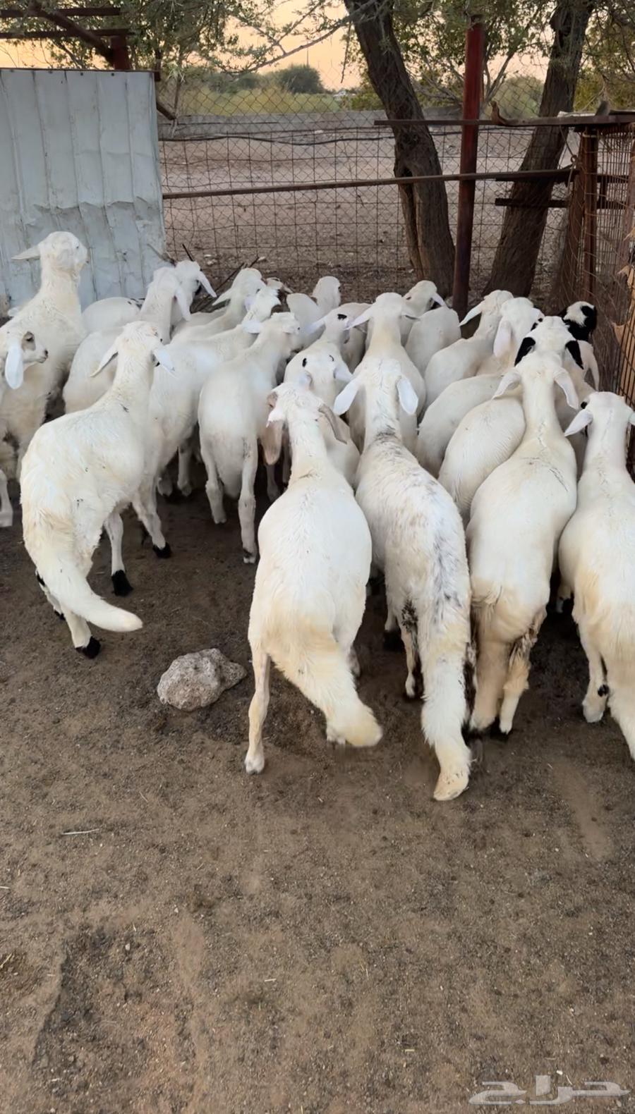 بهم سواكن ابيض تيلاد جملة وتفريد64418133520386110