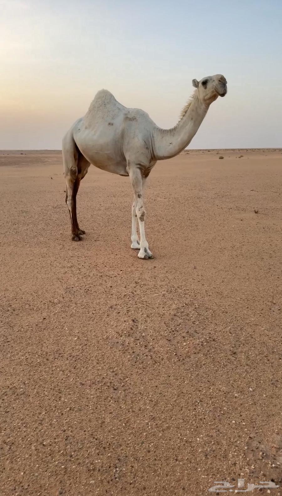 تم البيع64418944945794110