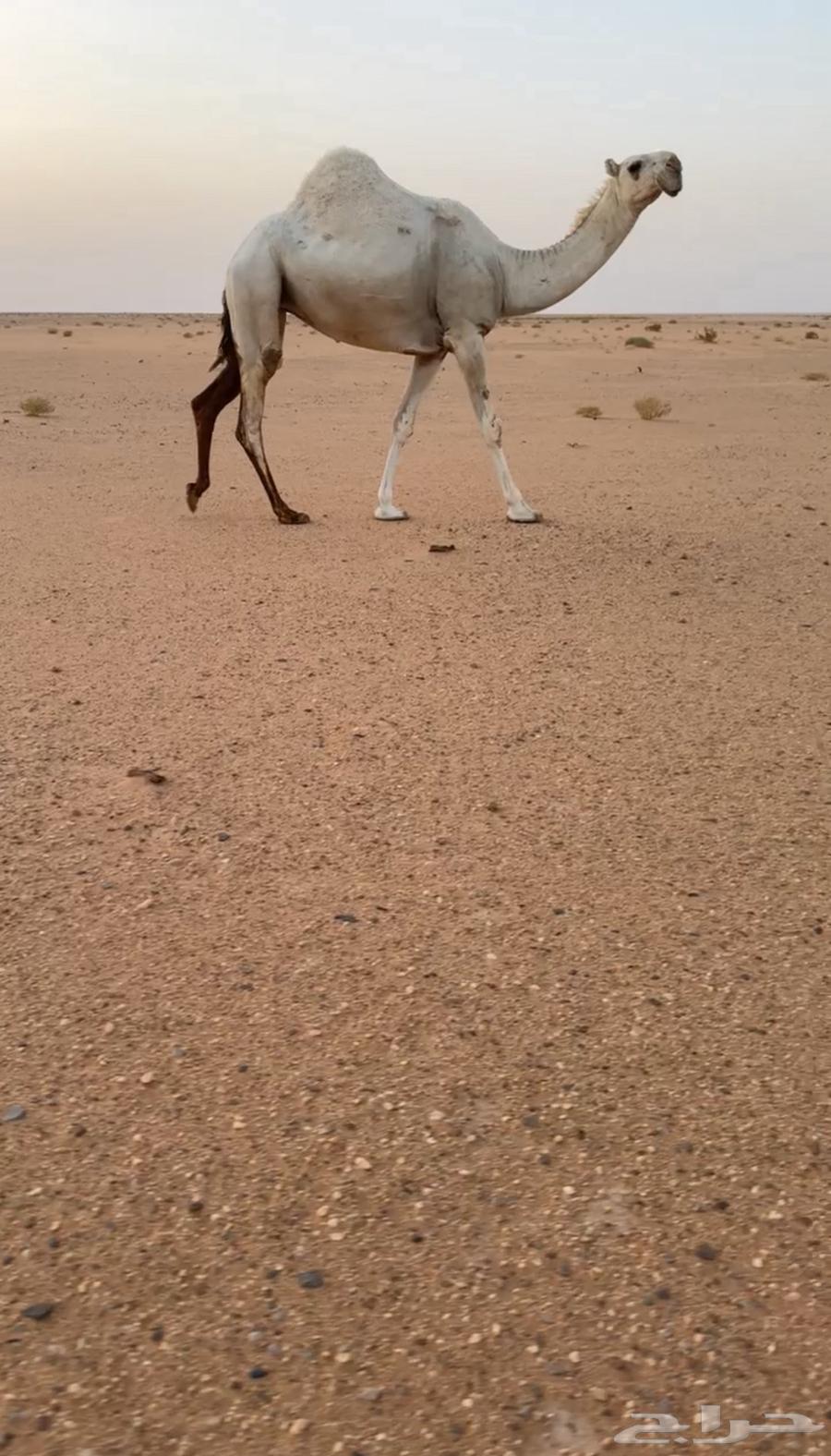 تم البيع64418944945794112