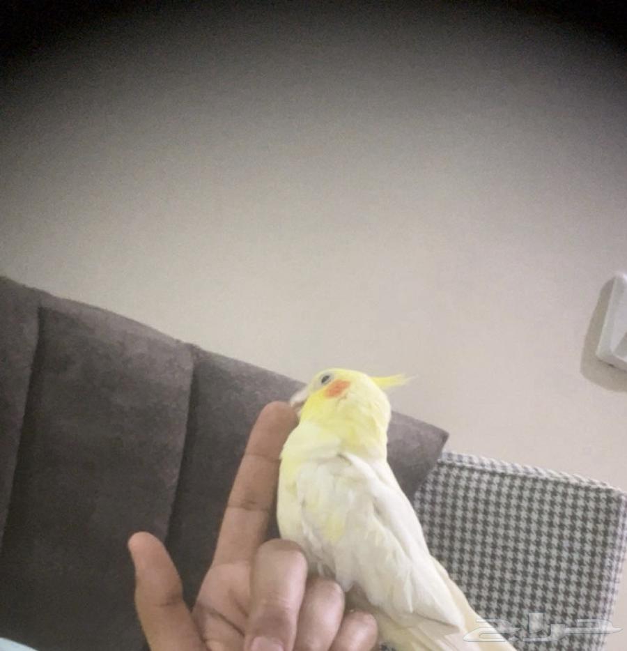 انثى اليفه للبدل بذكر منتج64415235515265111