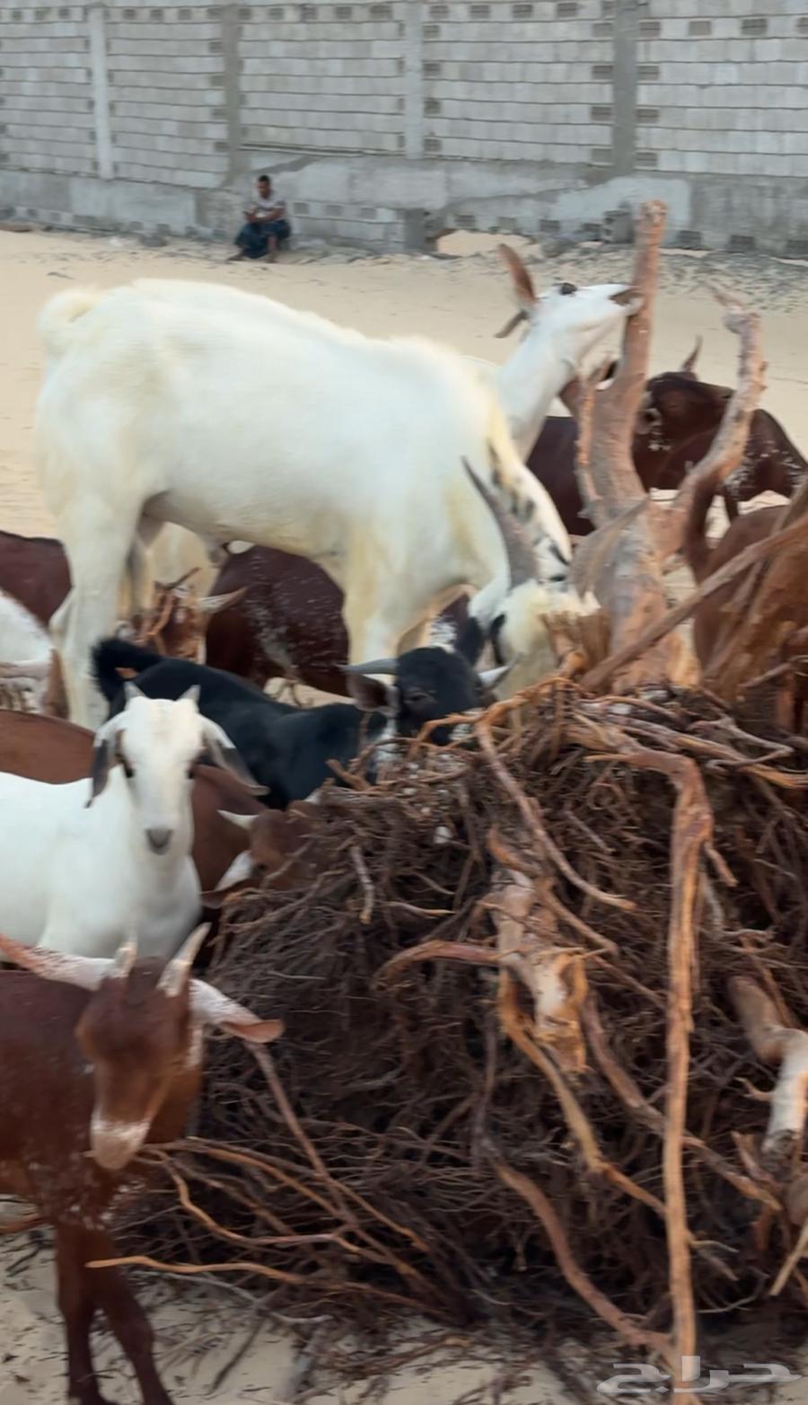 معزاء جنوبيه للبيع64412642118402112