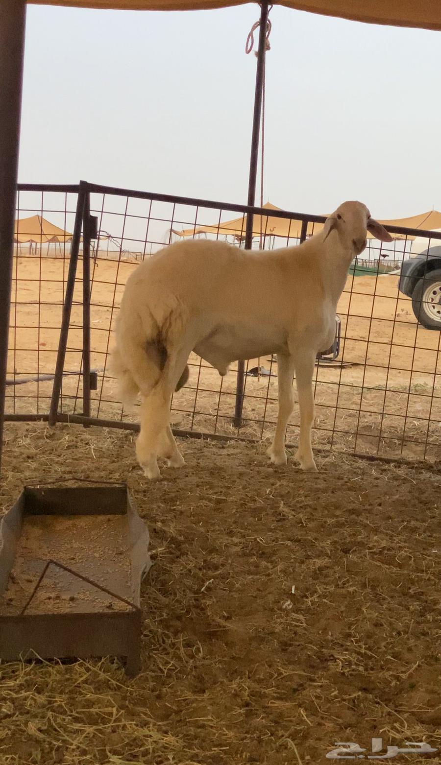 Stud Colt Project (Sold)64417332995073112