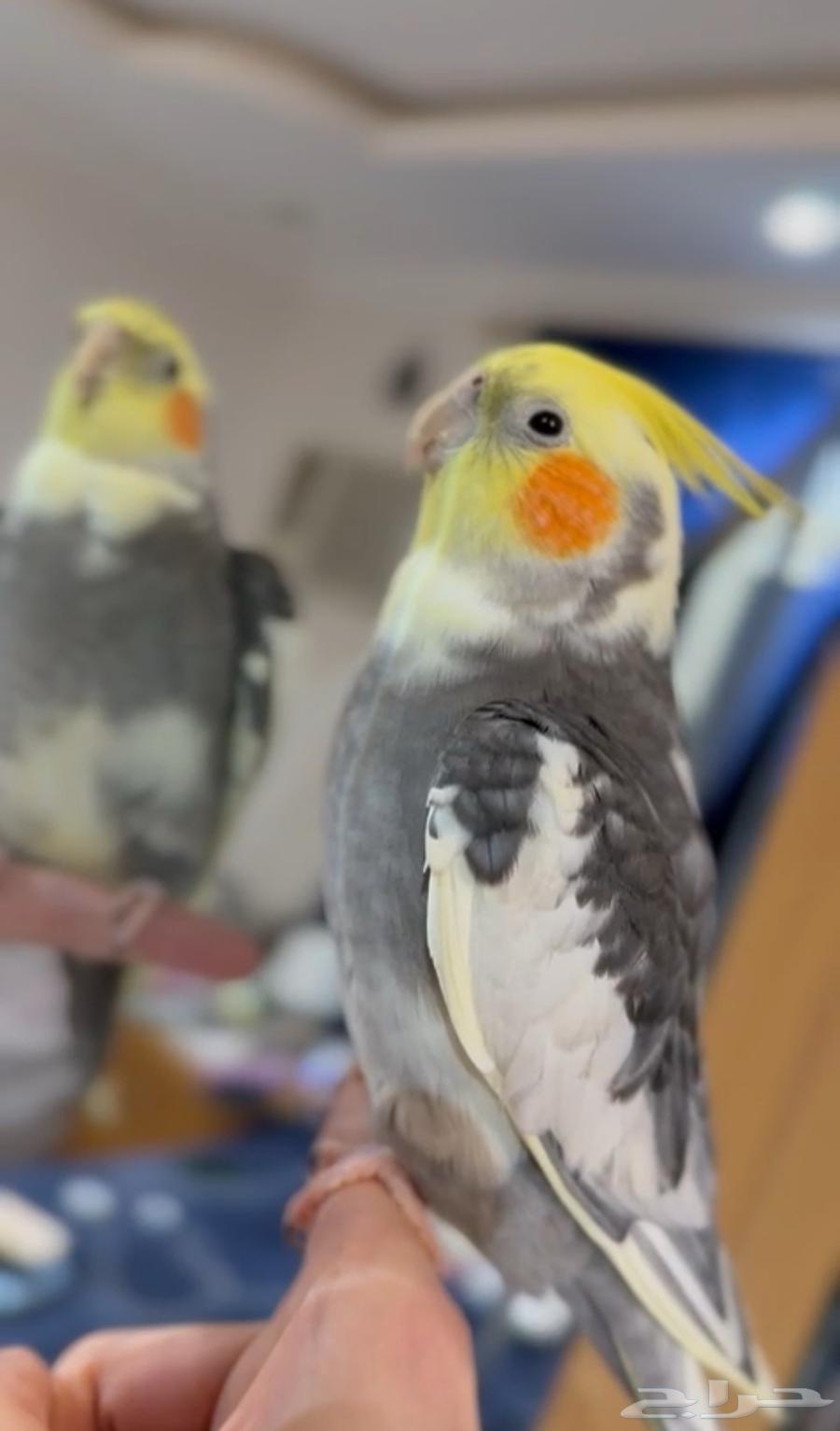 ببغاء كروان64416532008321112